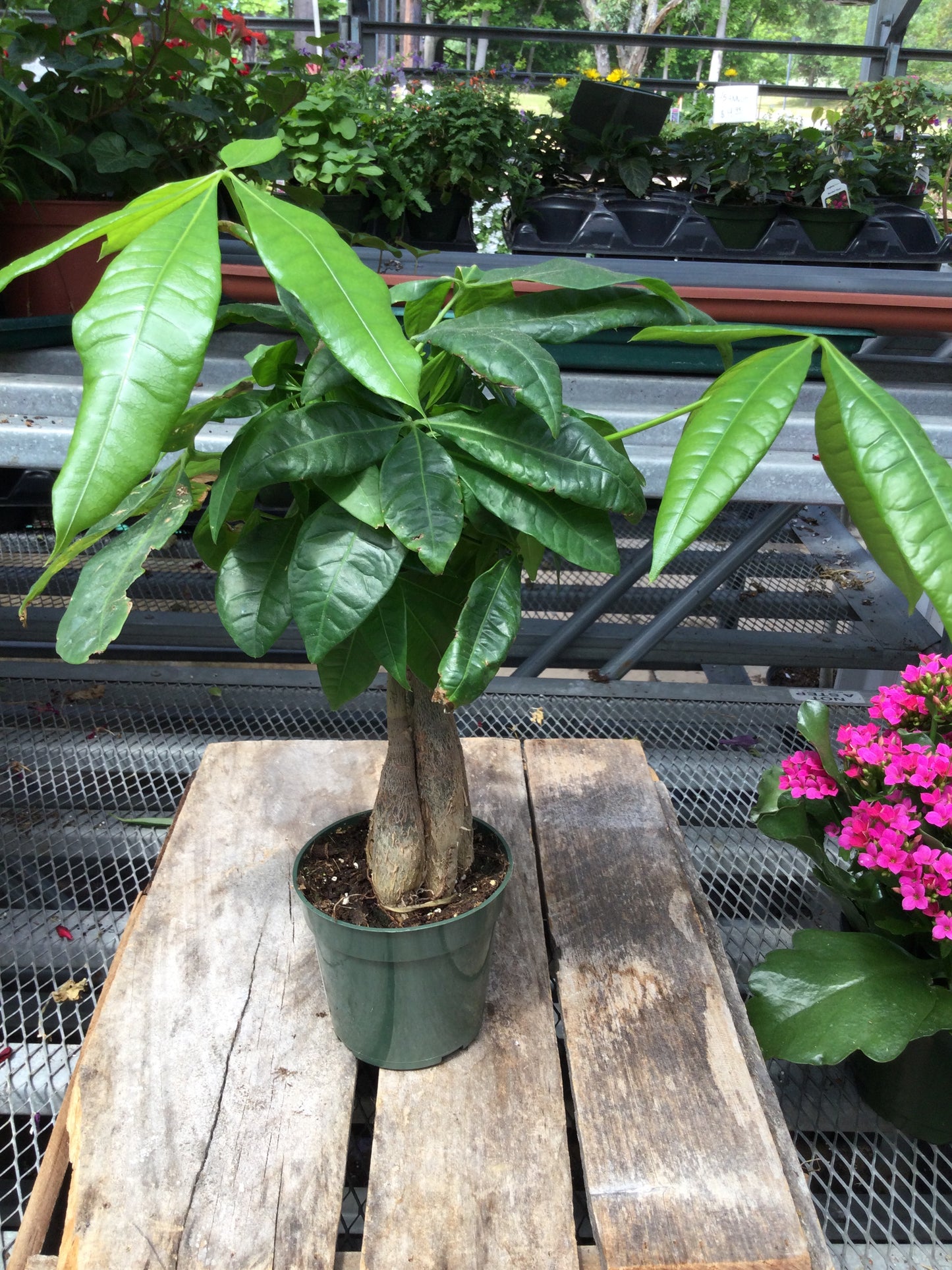 4' braided money tree