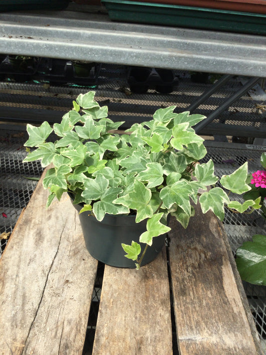 6' English IVY