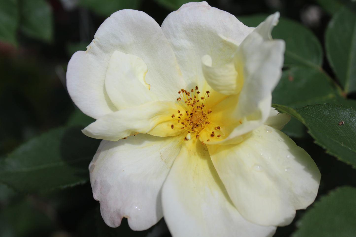 Rosa x Sunny Knockout 3g