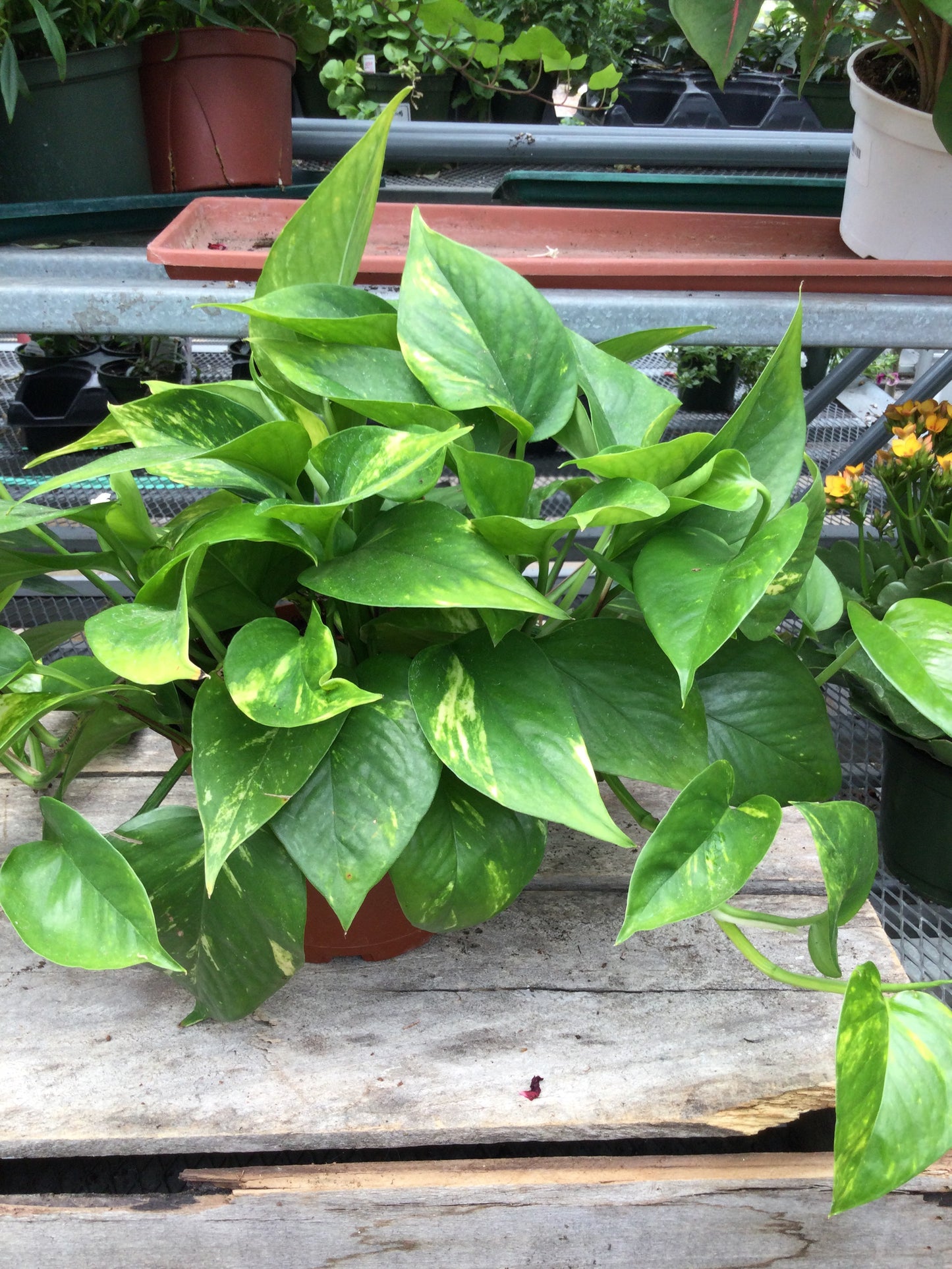 6' Pothos