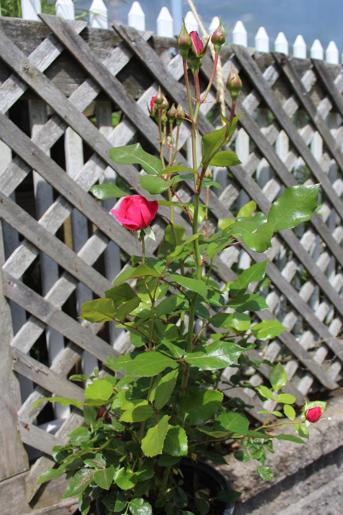 ROSA EE `GRANDMAS BLESSING 2g