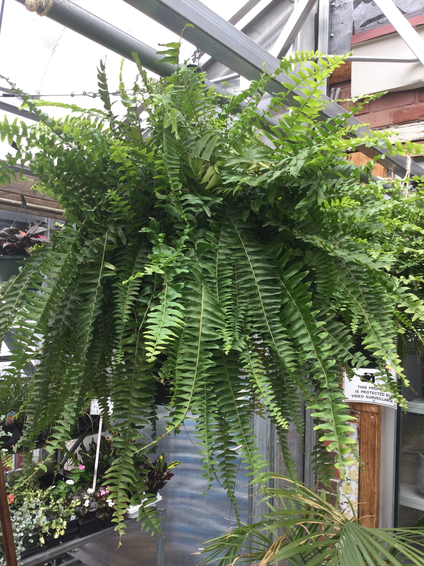 10' Boston hanging fern