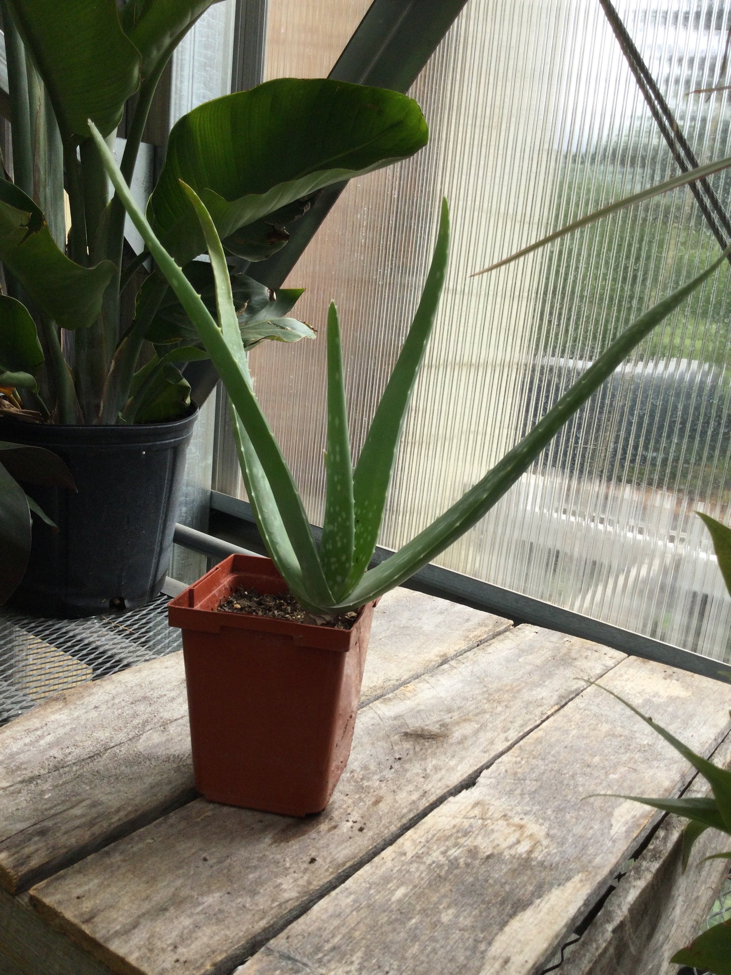 4' Aloe