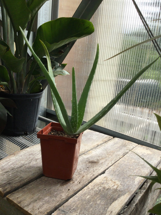 4' Aloe