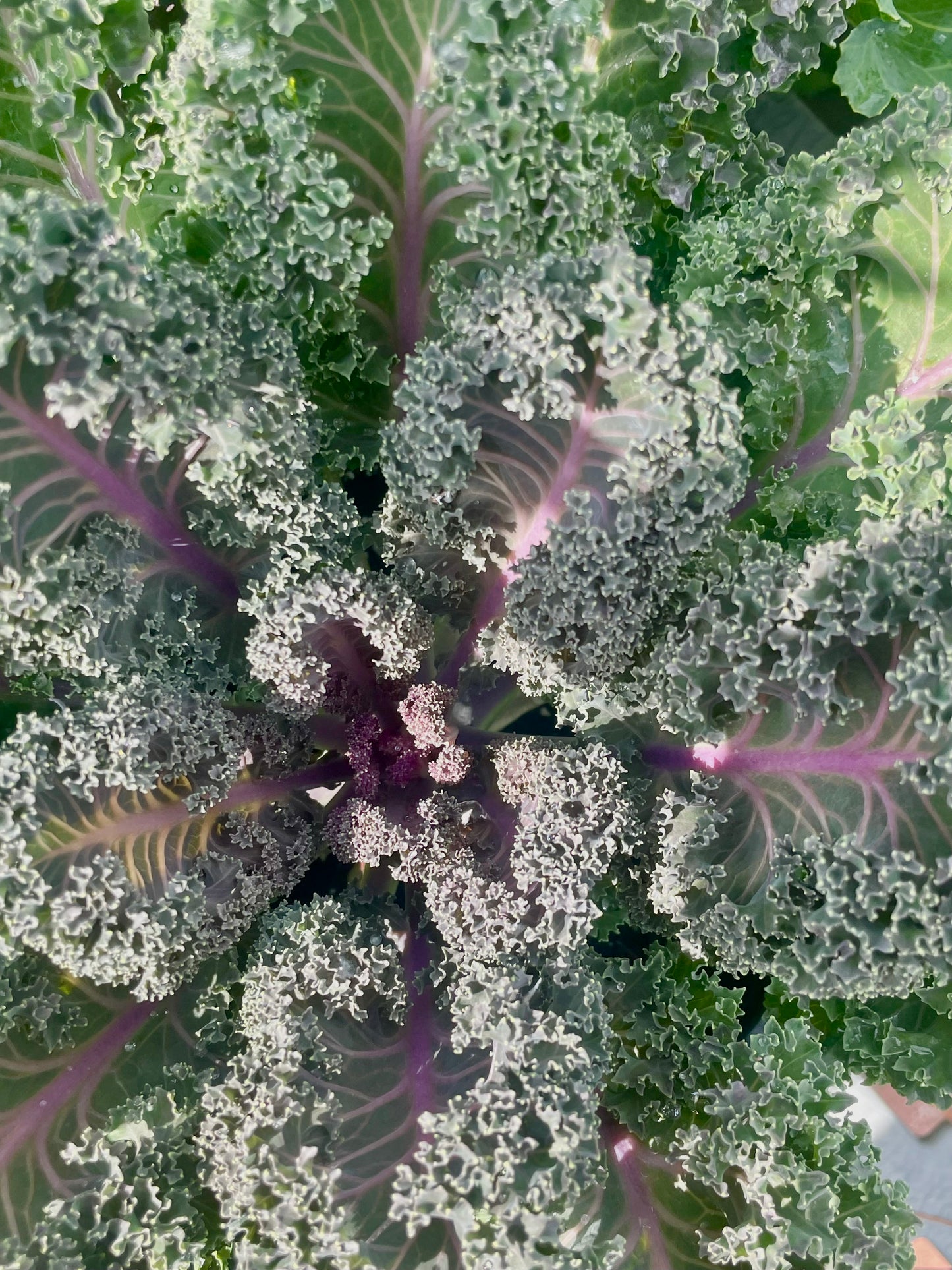 9' cabbage & Kale