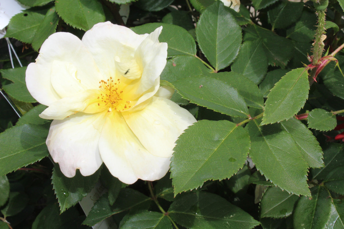 Rosa x Sunny Knockout 3g