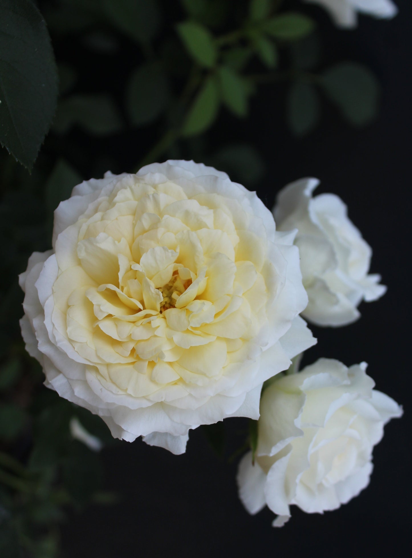 ROSA REMINISCENT `CREMA 3g