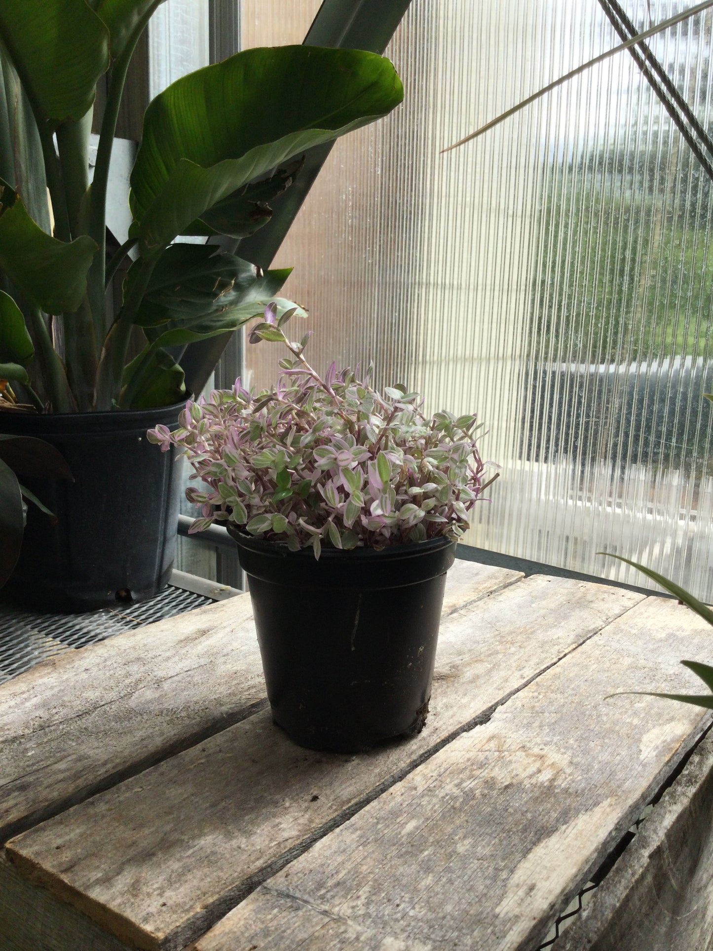 Tradescantia wandering jew 4'