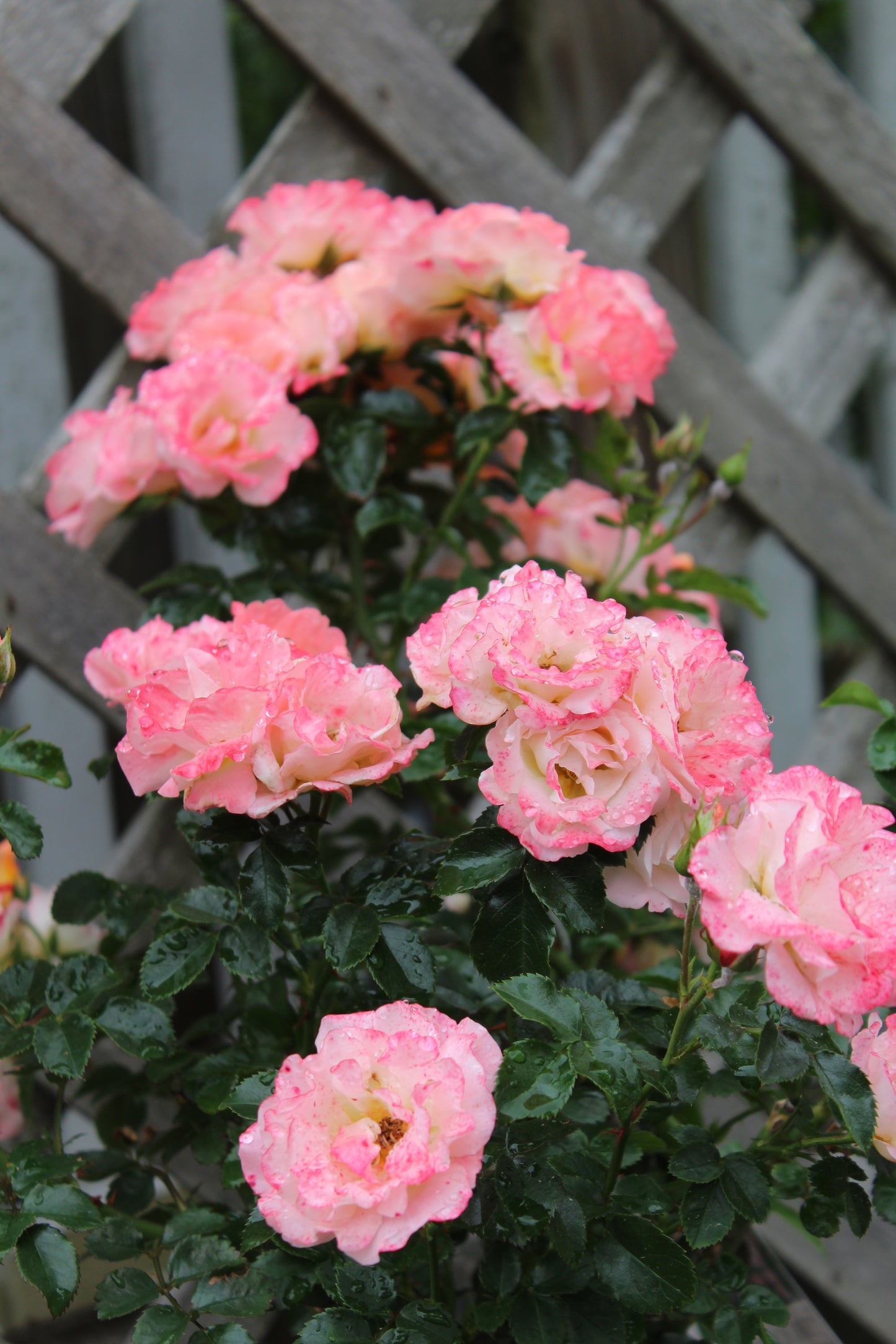 ROSA `DRIFT PEACH 2g