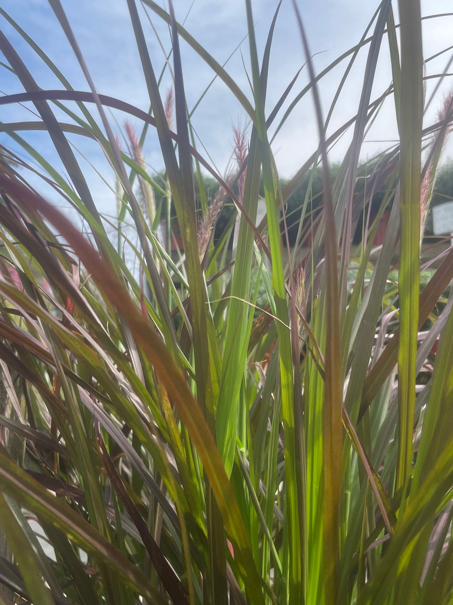 8' Fountain grass