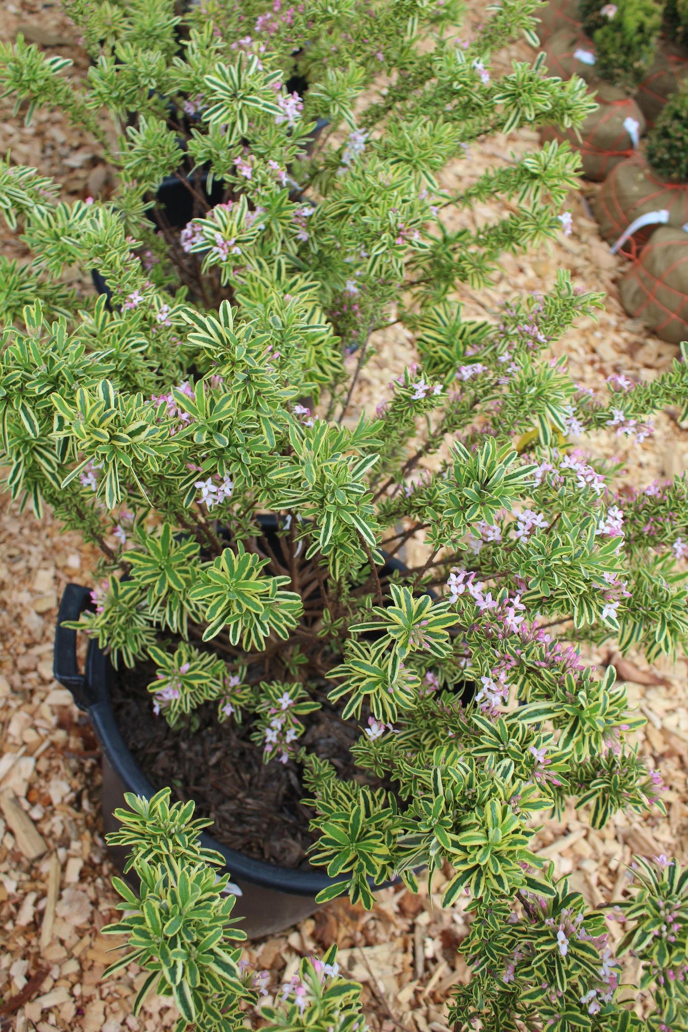 DAPHNE X CAROL MACKIE 5g