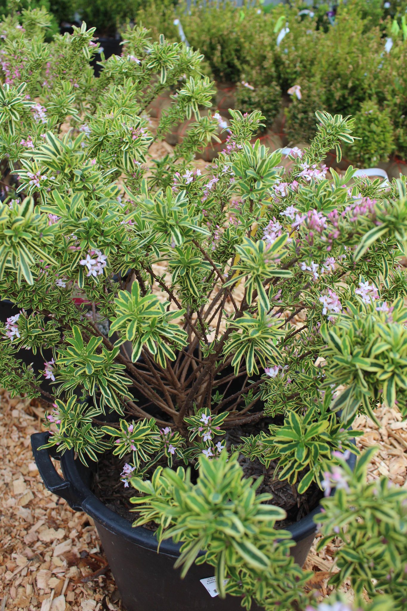 DAPHNE X BURKWOODII `CAROL MACKIE 7g