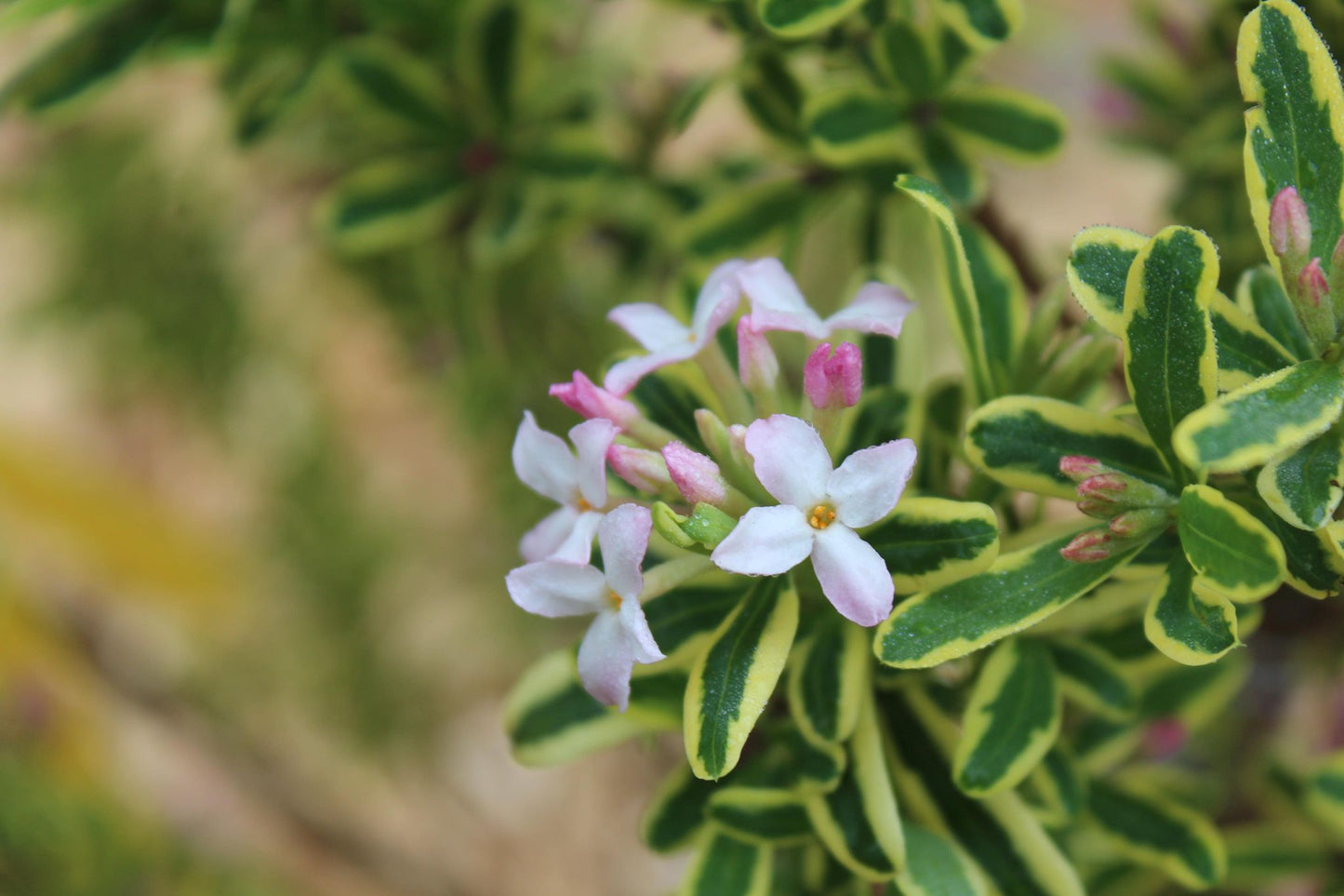 DAPHNE X BURKWOODII `CAROL MACKIE 7g