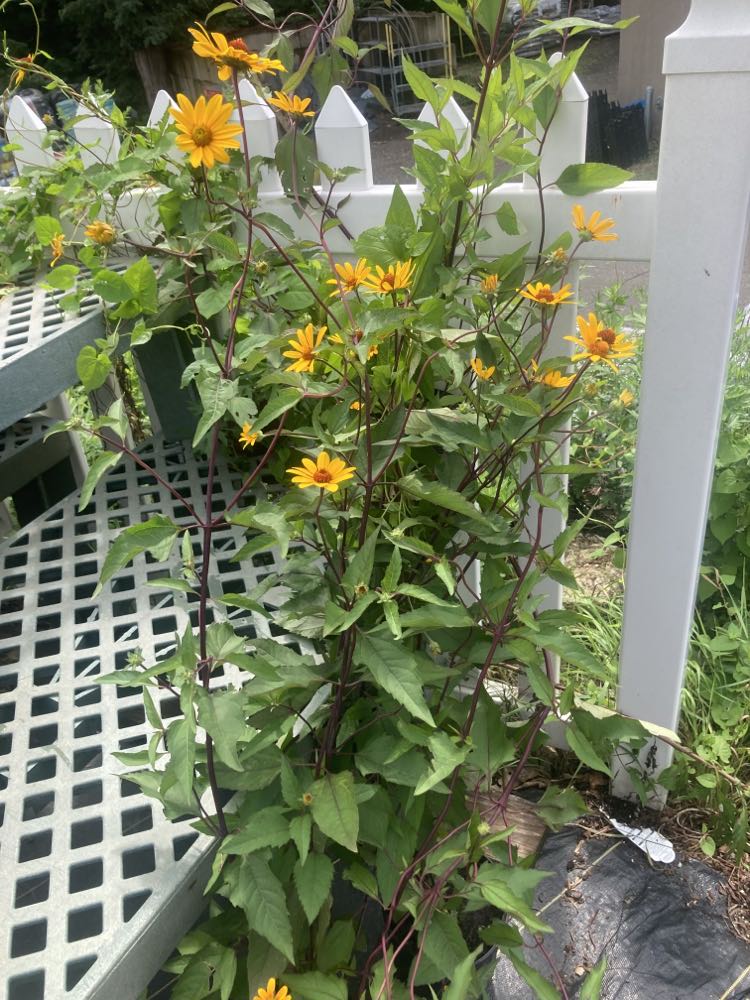 Heliopsis Summer Nights 1g