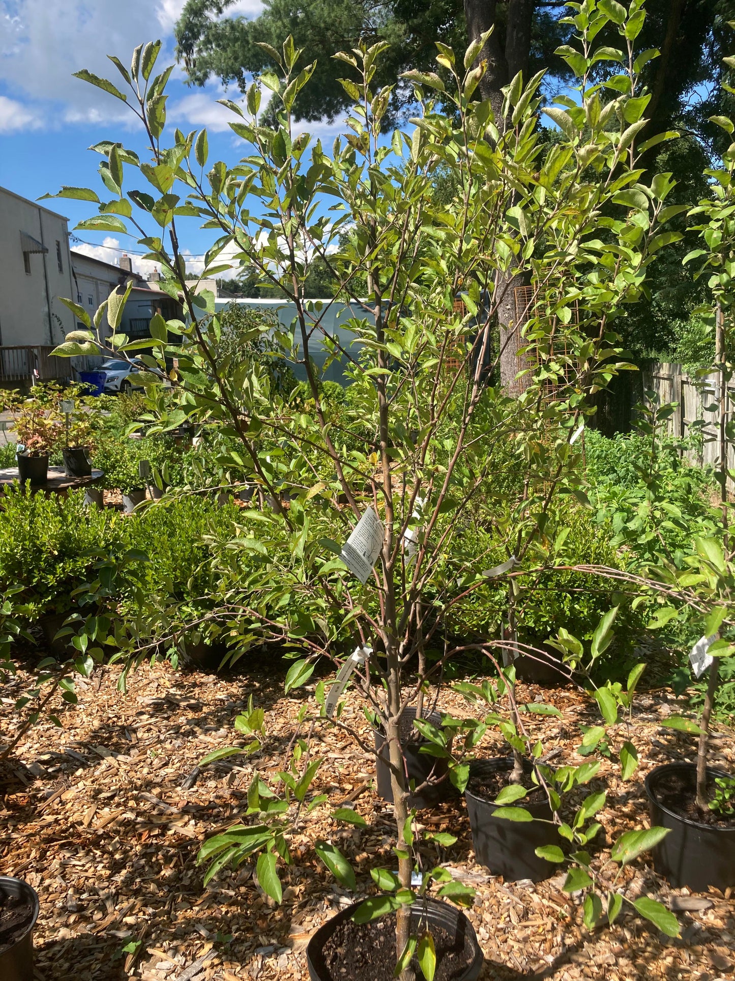 MALUS `BRAEBURN 7g