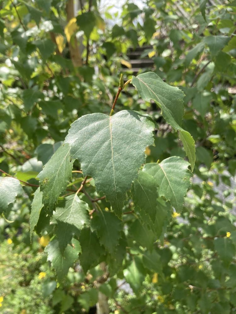 BETULA PLATYPHYLLA `DAKOTA PINNACLE 7g