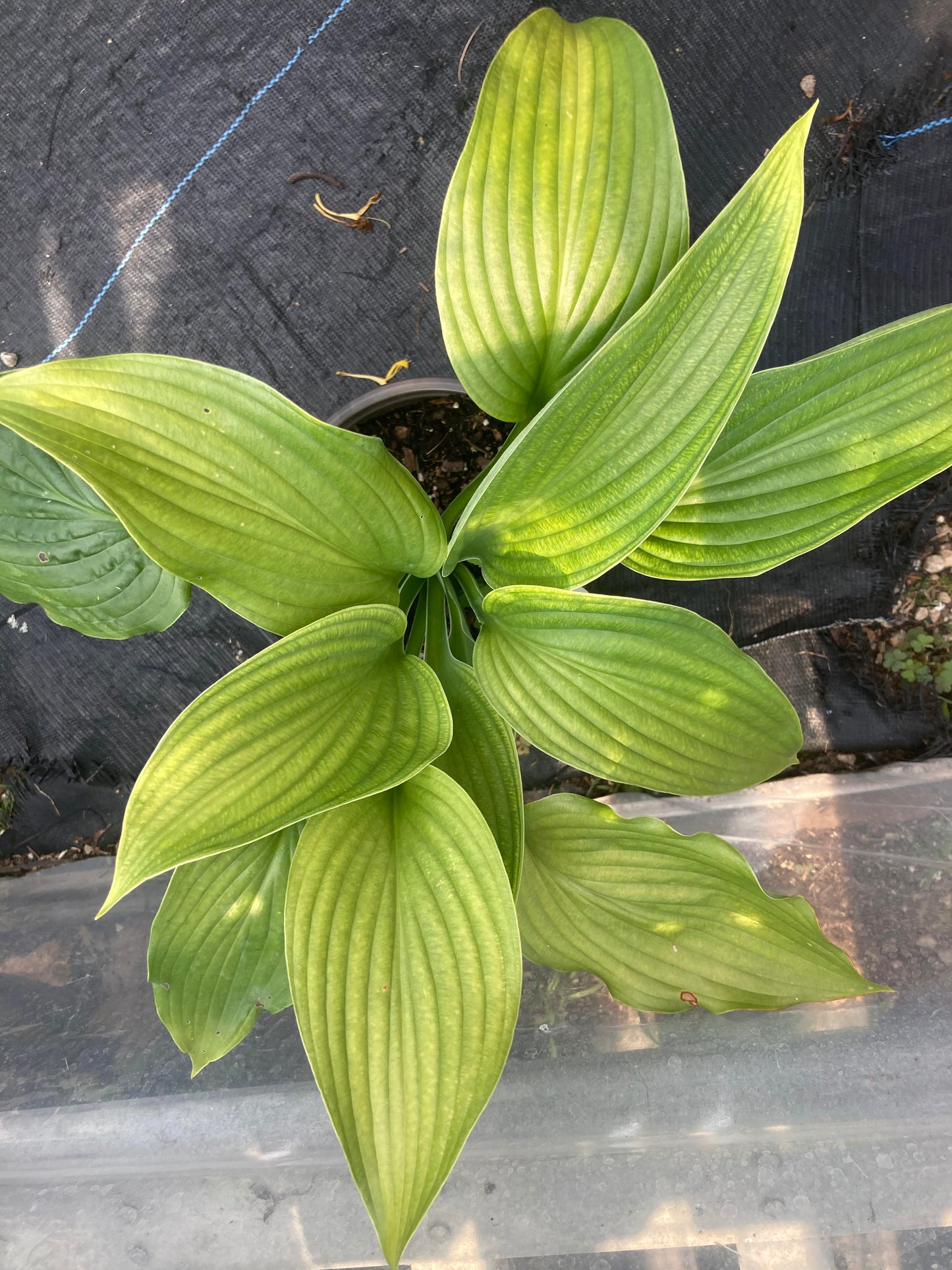 HOSTA Komodo Dragon 1g