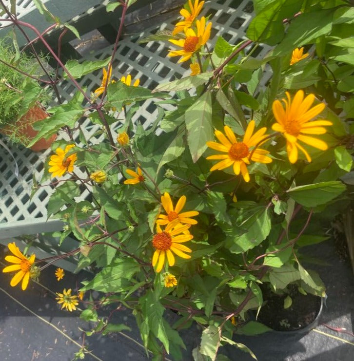 Heliopsis Summer Nights 1g