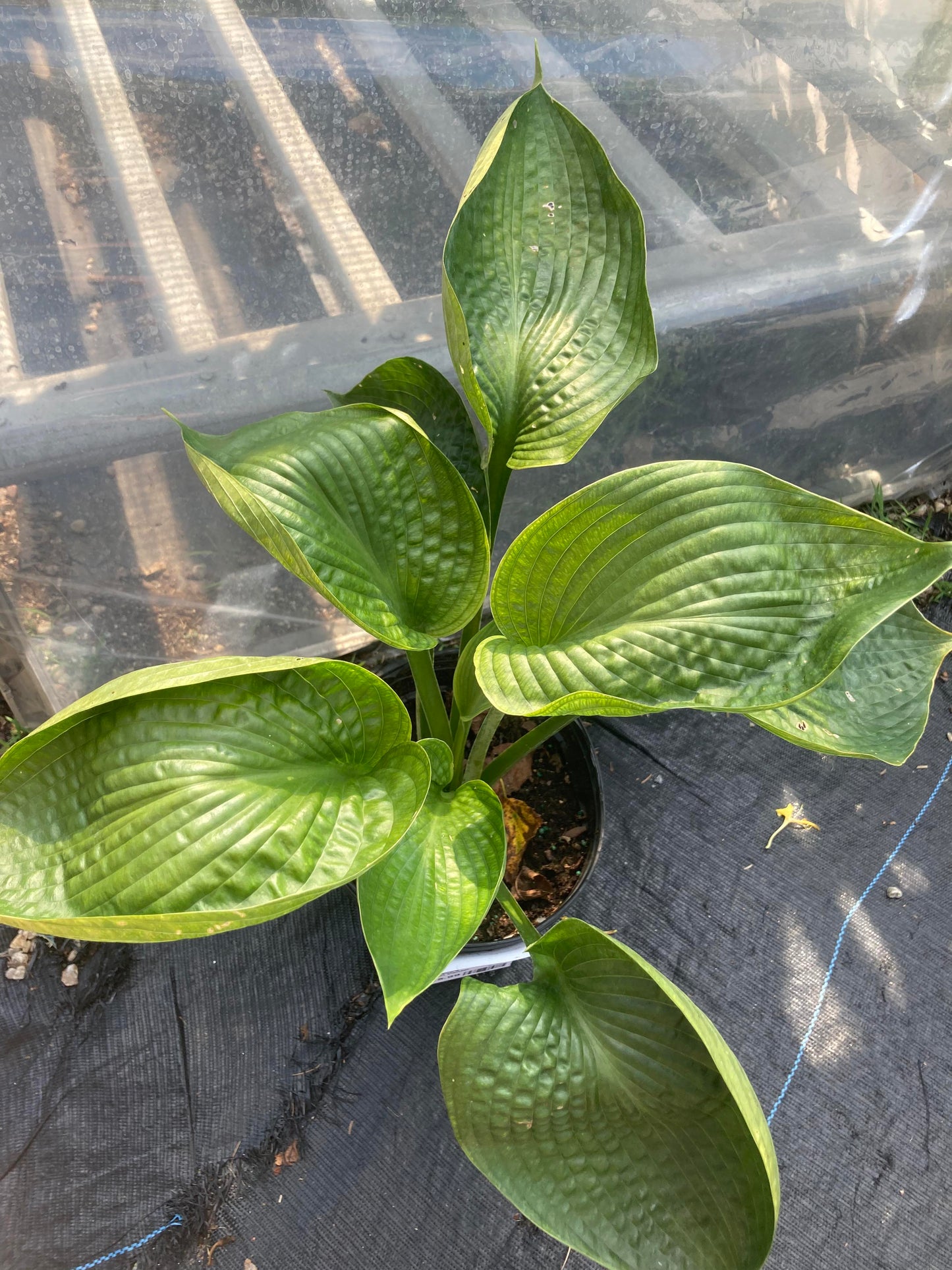 Hosta Abiqua Drinking Gourd