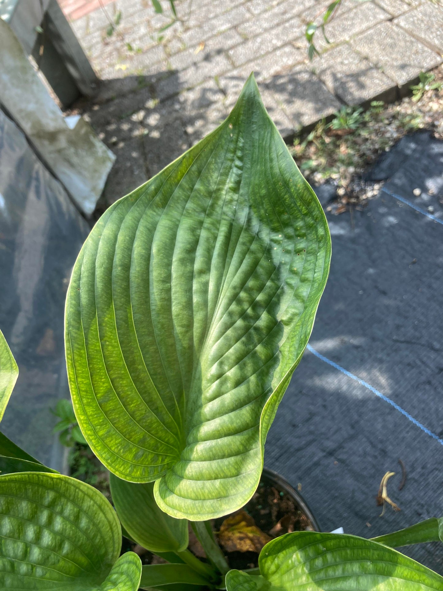 Hosta Abiqua Drinking Gourd