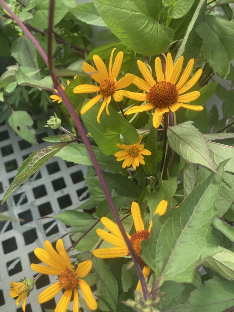 Heliopsis Summer Nights 1g