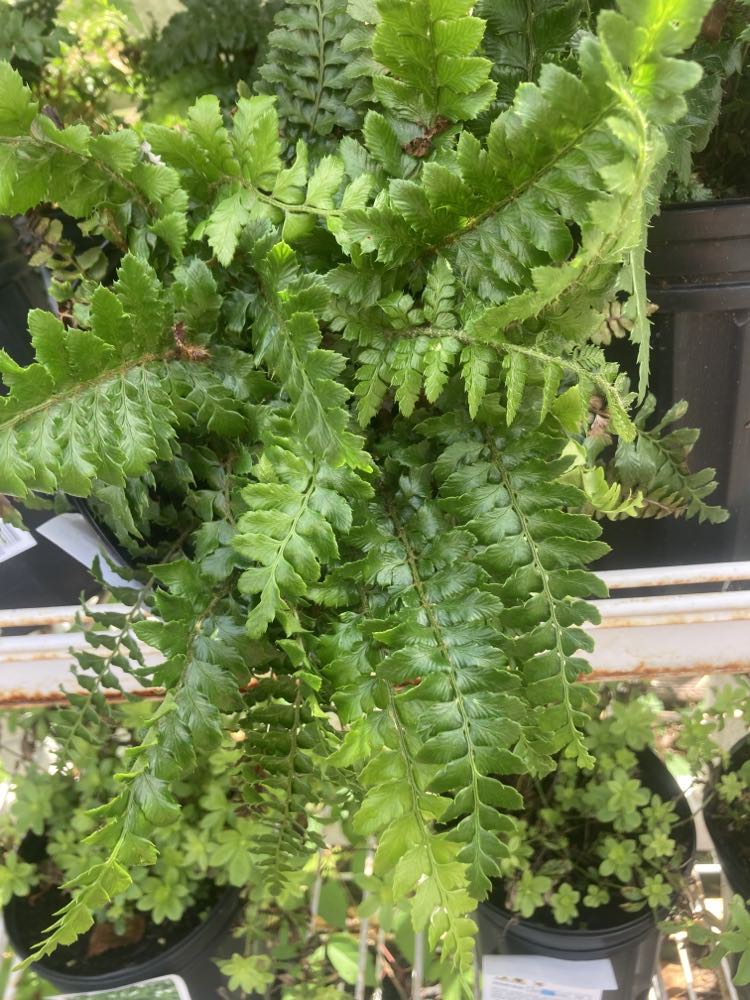 Polystichum polyblepharum tassel fern 1g