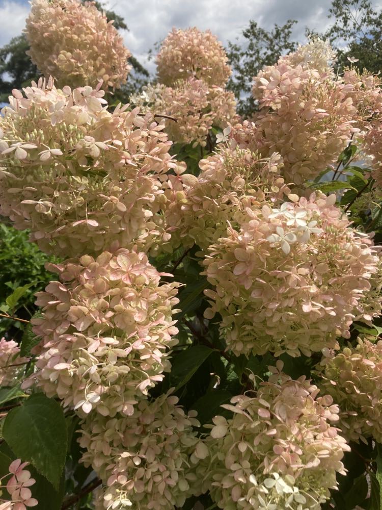 HYDRANGEA PAN. `PHANTOM` TREE 7g