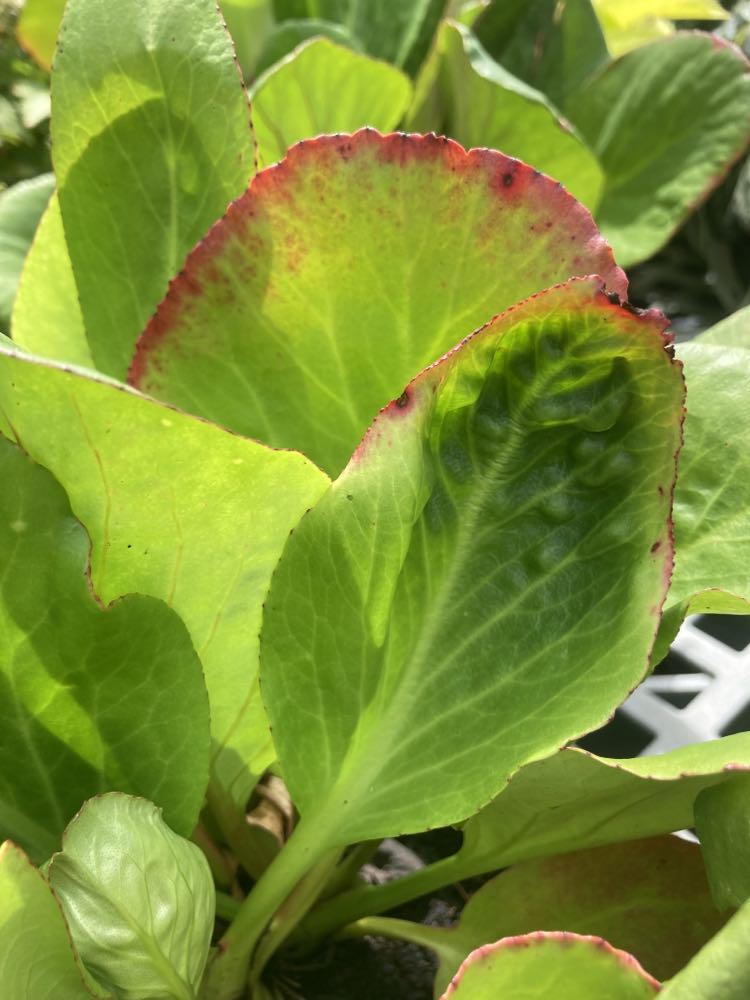 Bergenia Red Beauty 1g
