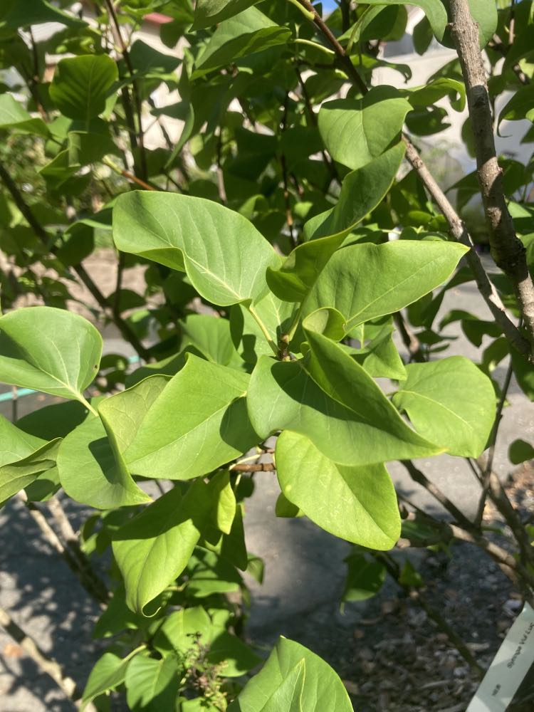 Syringa Vul Ludwig Spaeth 3-4ft B&B