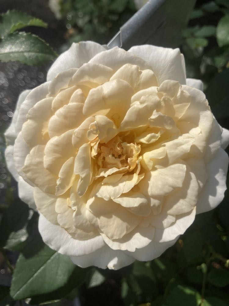 ROSA REMINISCENT `CREMA 3g