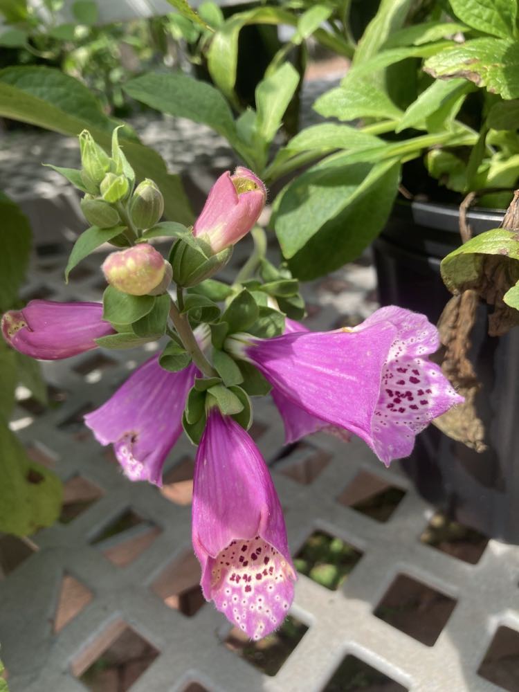 Digitalis Dalmatian Purple 1g