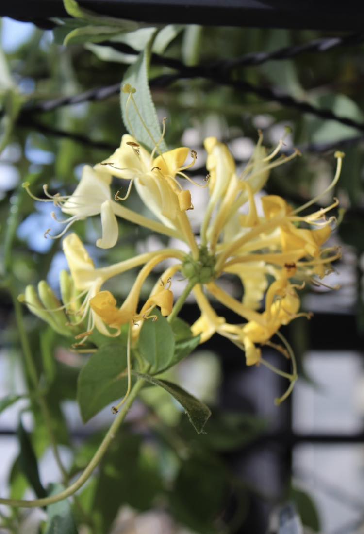 LONICERA PERIC `SCENTSATION` 2g