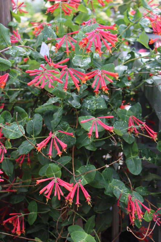 Lonicera sempervirens Major Wheeler 3g