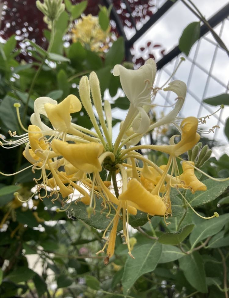 LONICERA PERIC `SCENTSATION` 2g
