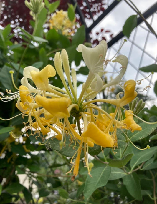 LONICERA PERIC `SCENTSATION` 2g