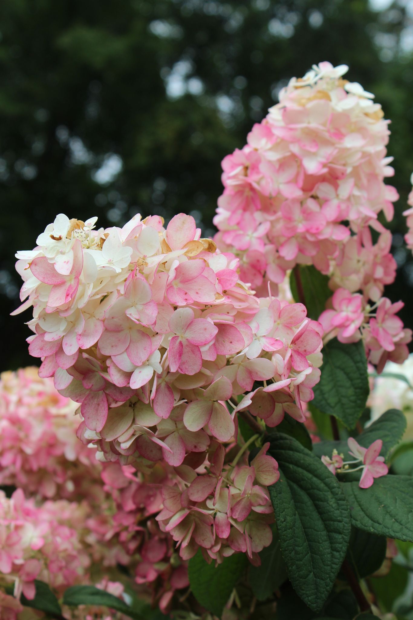 HYDRANGEA PAN. FIRE LIGHT TREE