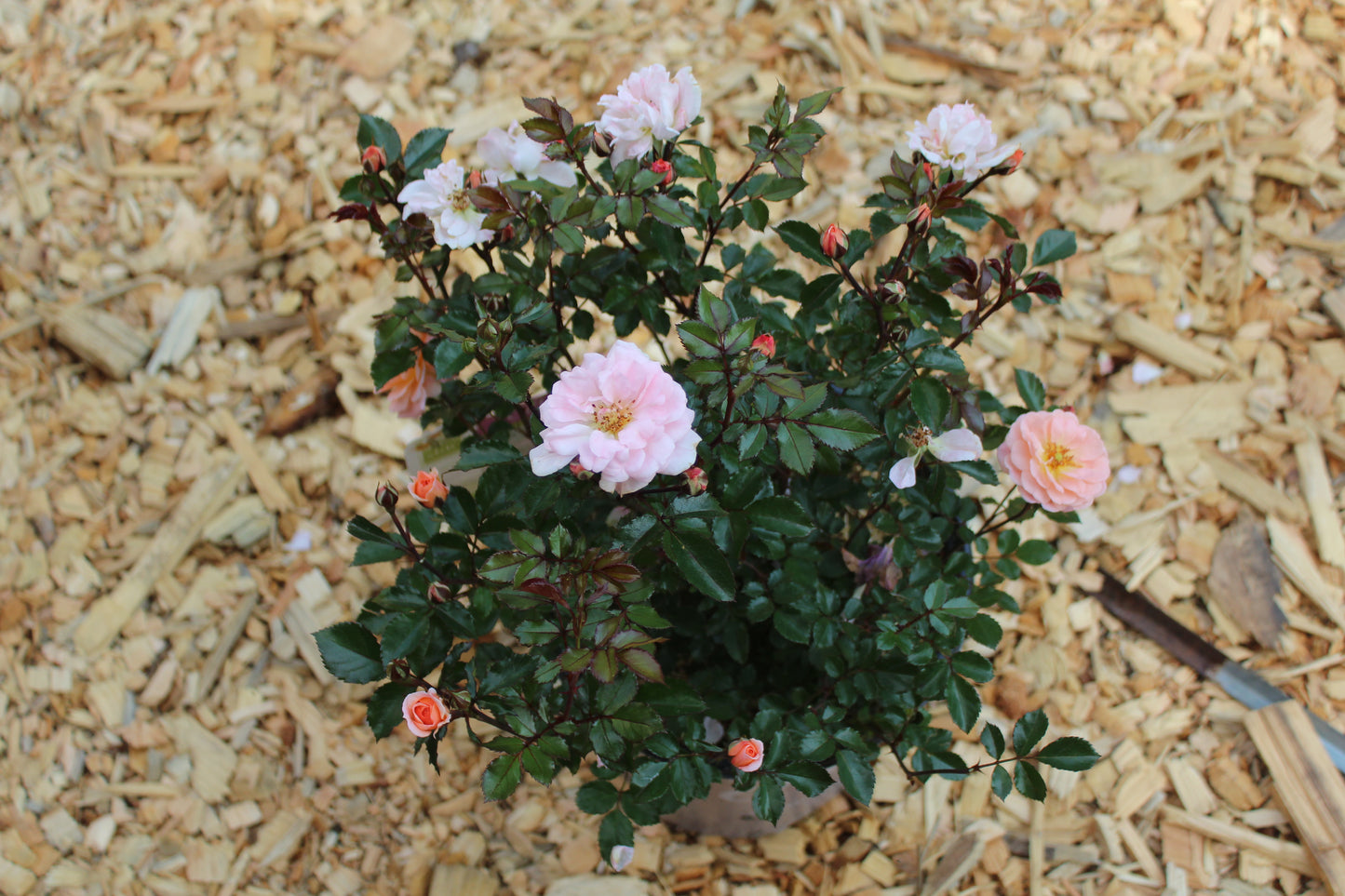 ROSA `DRIFT APRICOT 2g