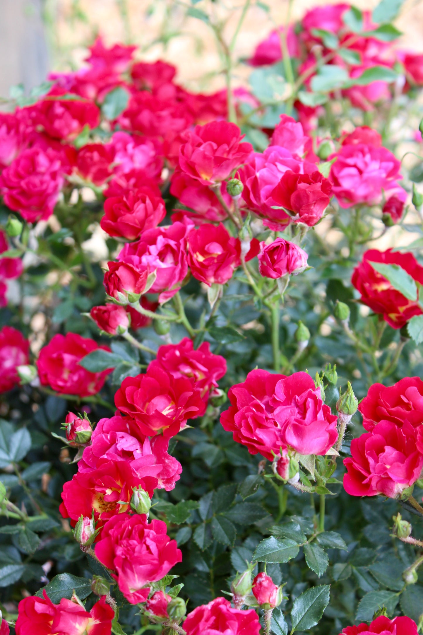 Rose Drift Red 2g