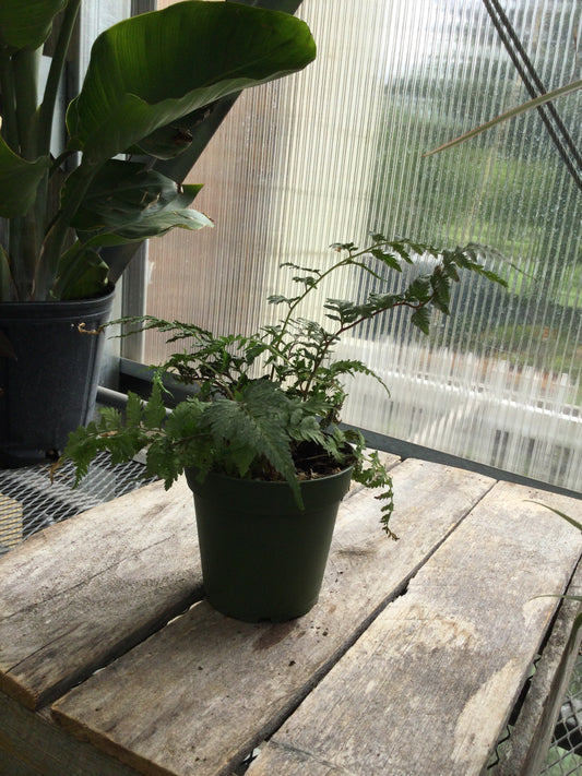 4' fern