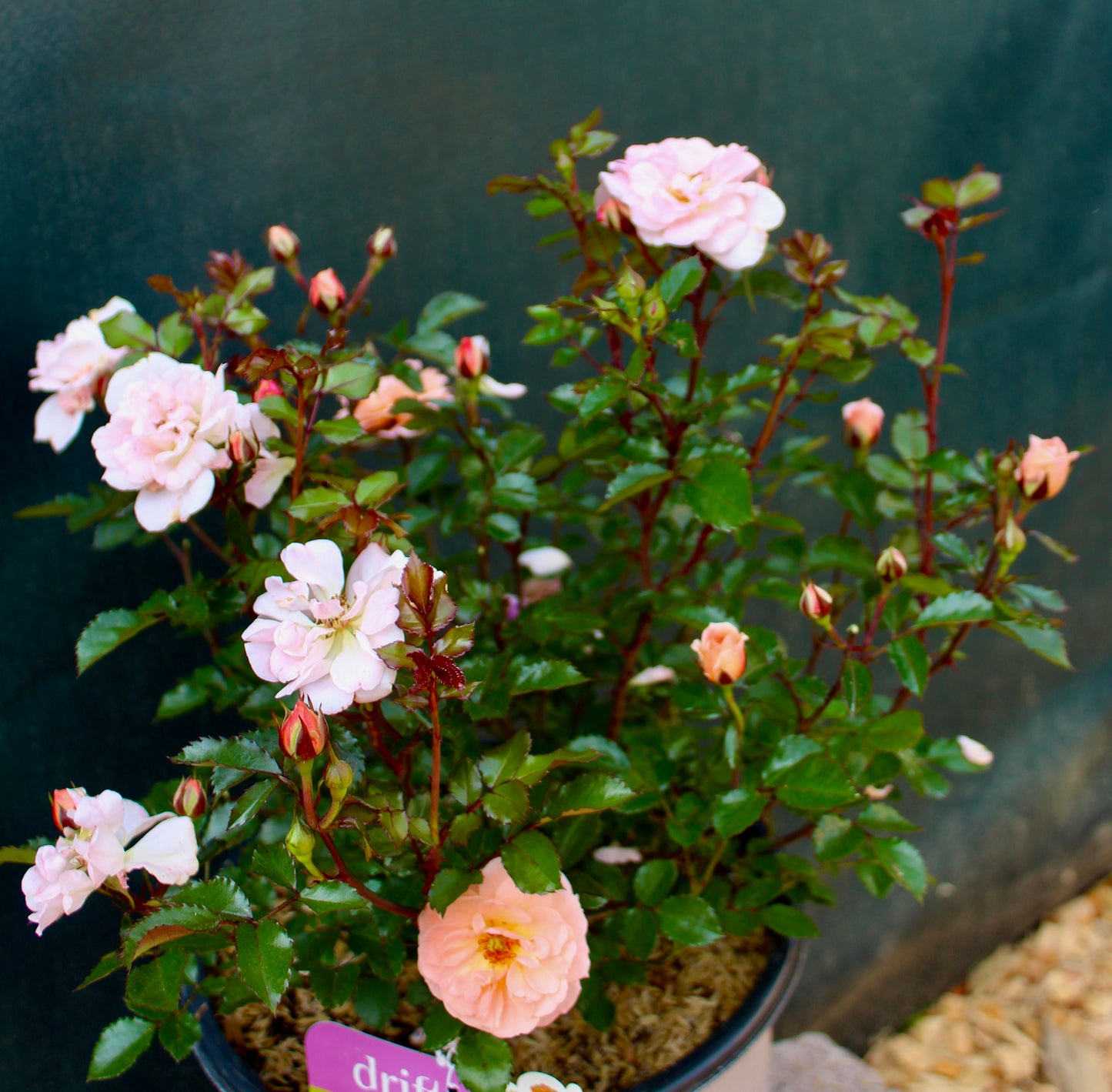 ROSA `DRIFT APRICOT 2g