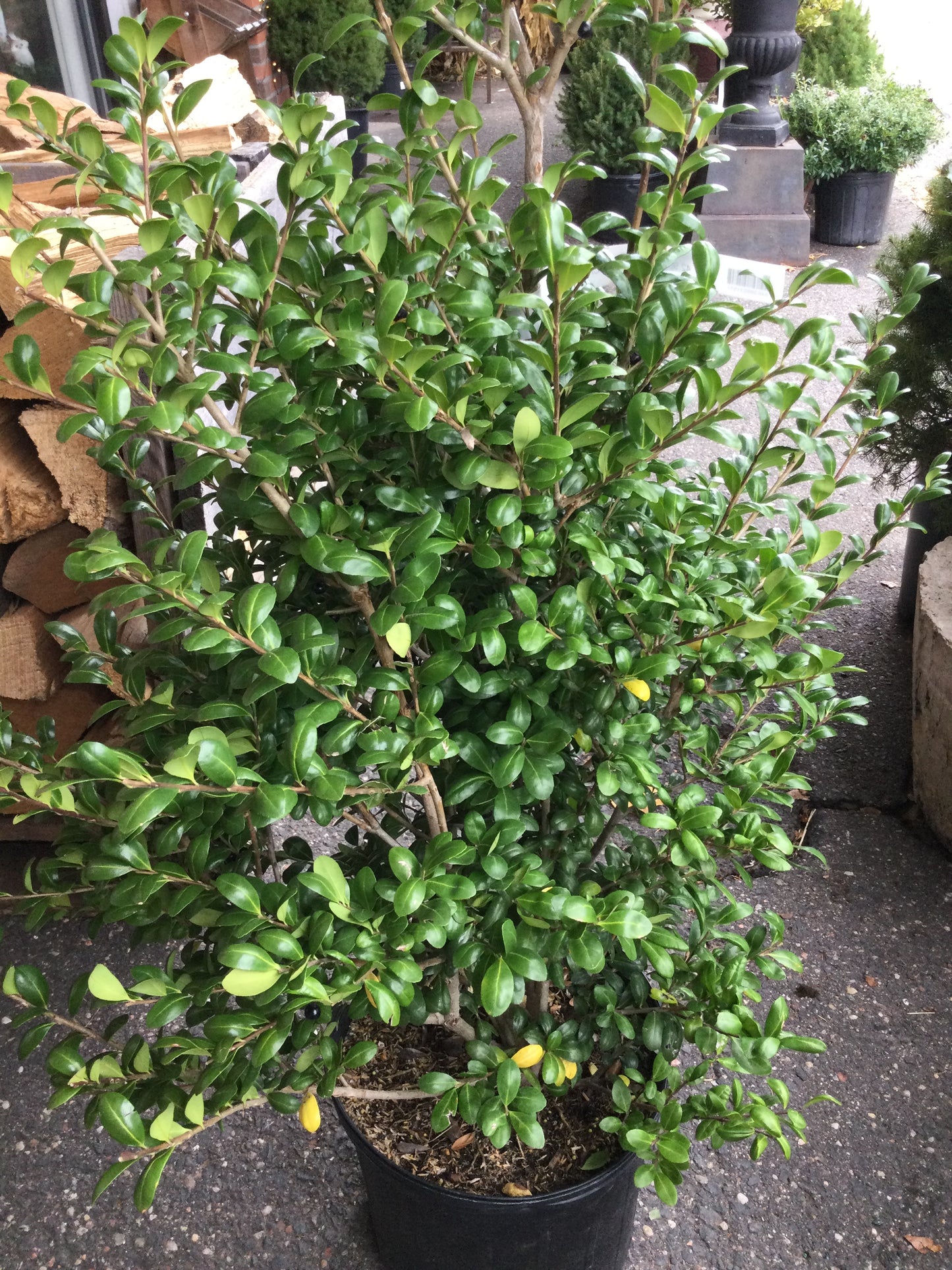 Ilex crenata Chesapeake