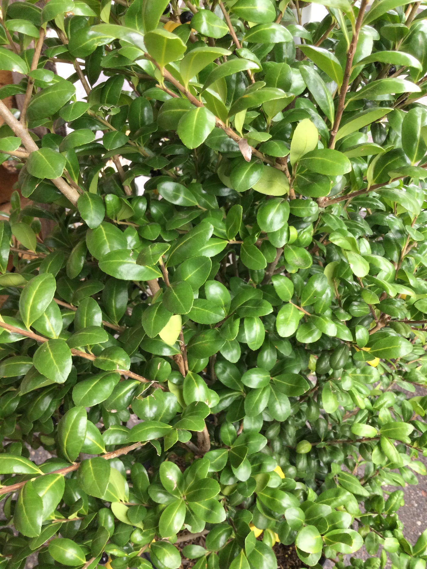 Ilex crenata Chesapeake