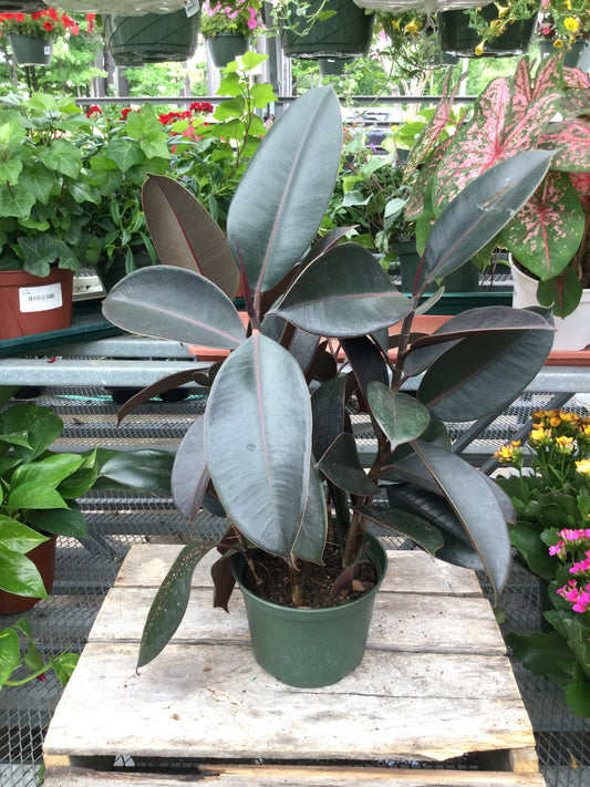 6' Rubber plant