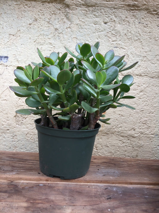 6' Jade