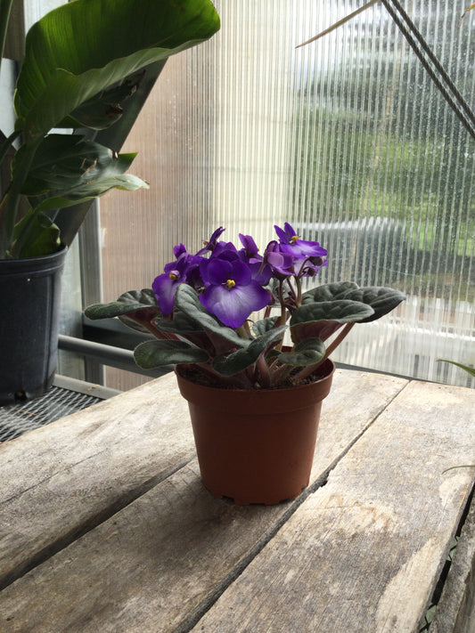 4' African Violet
