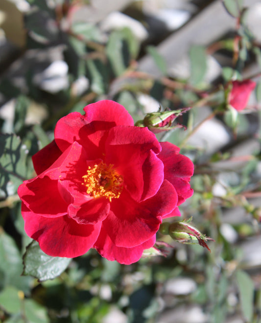 ROSA `MIRACLE ON THE HUDSON 3g
