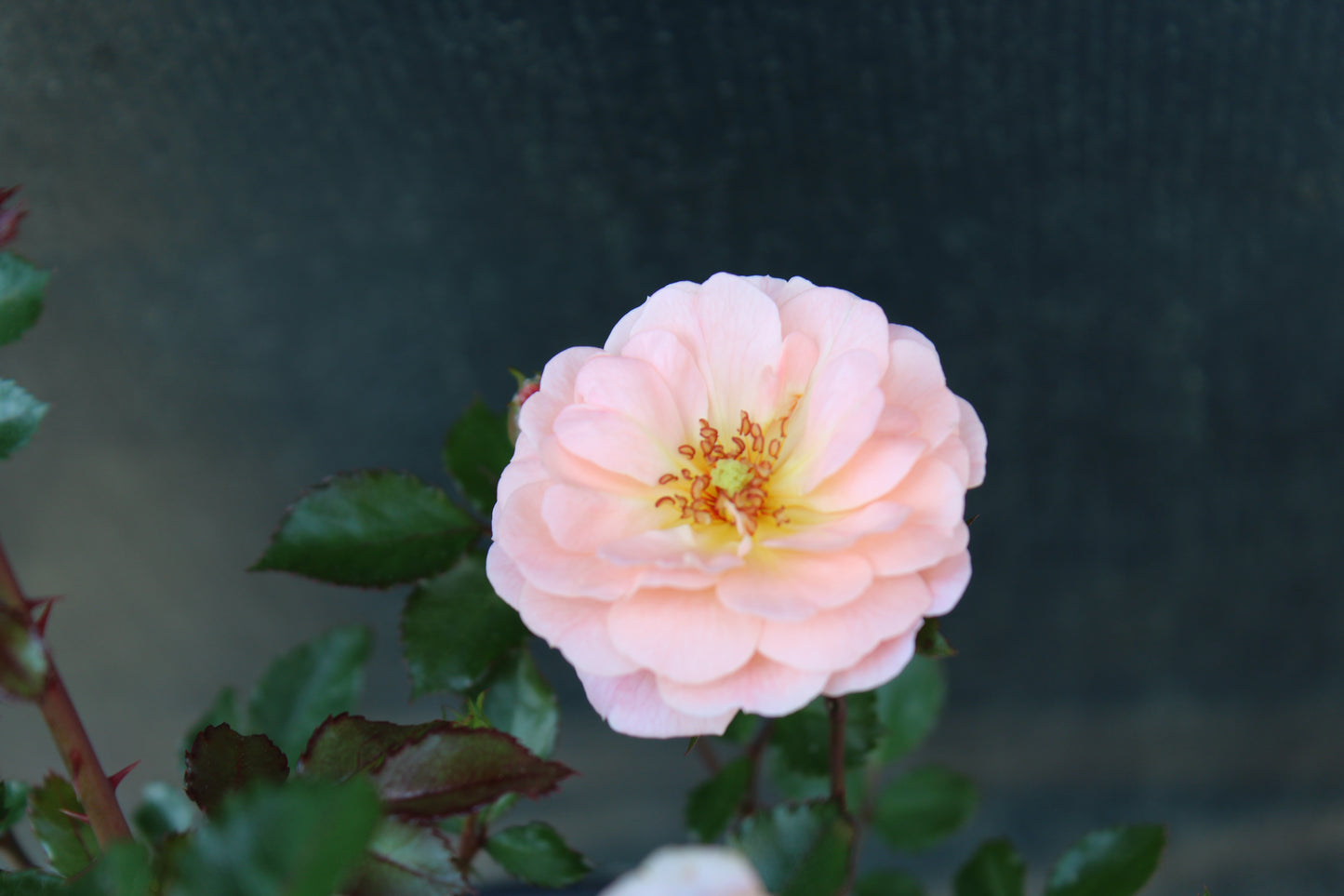 ROSA `DRIFT APRICOT 2g