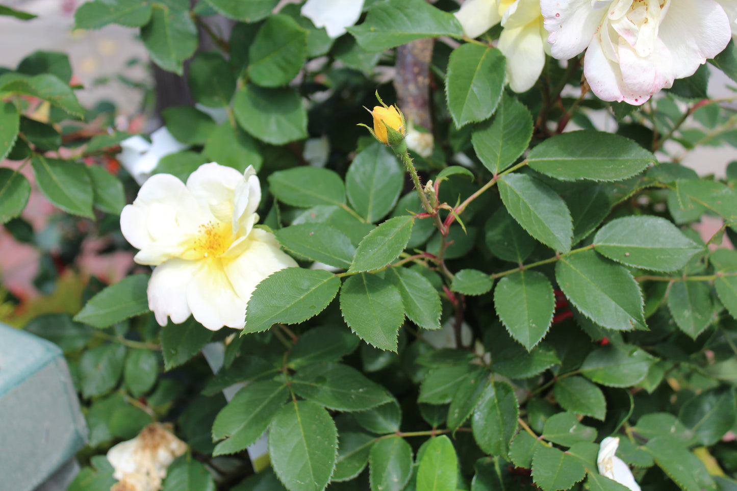 Rosa x Sunny Knockout 3g