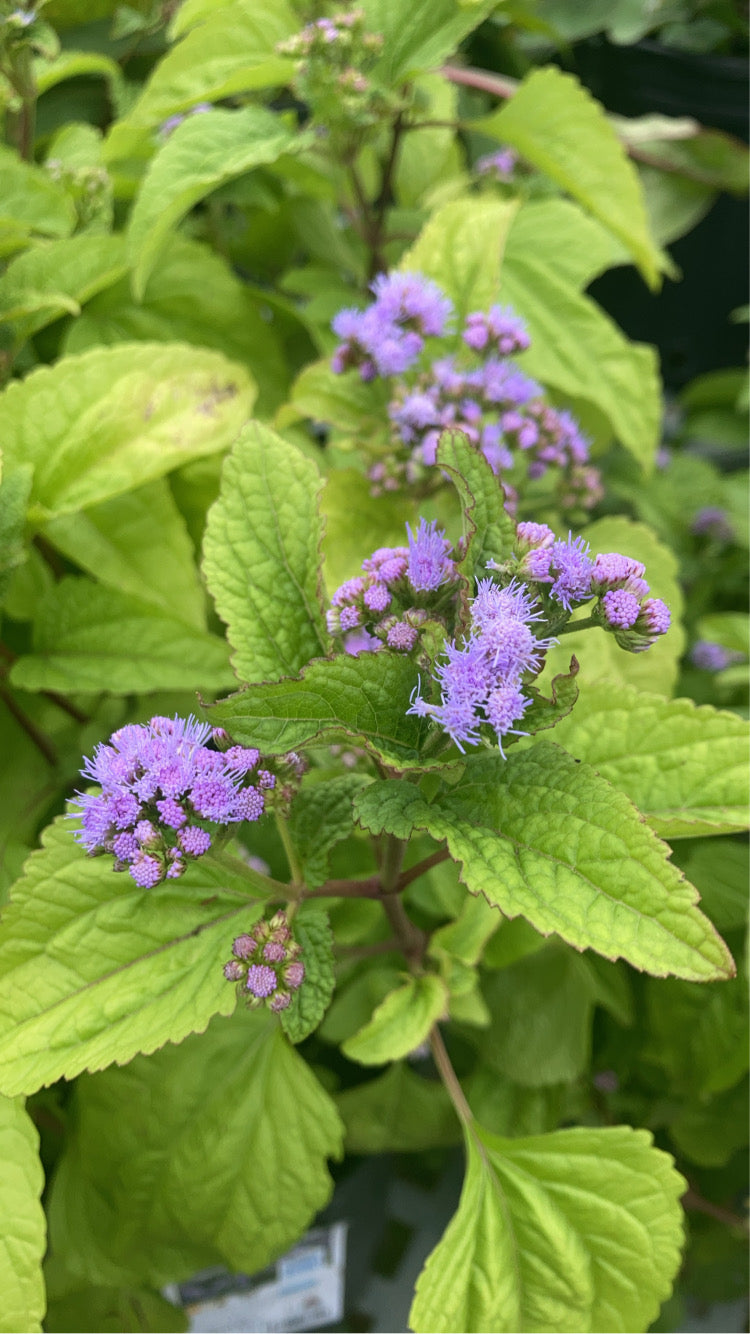 Eupatorium coelestinum 1g
