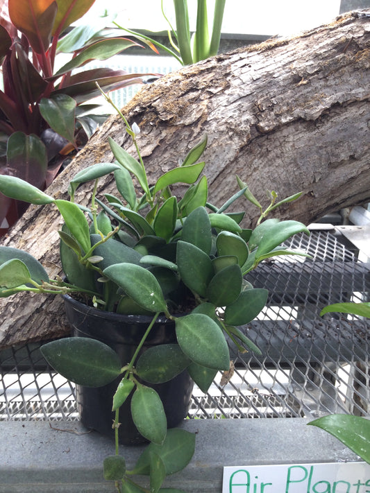 hoya 4'